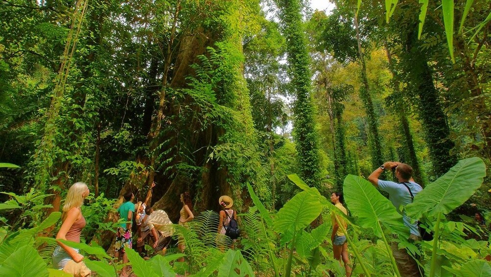 Full-Day Tour to Tiger Cave Temple, Emerald Pool & Krabi Hot Springs