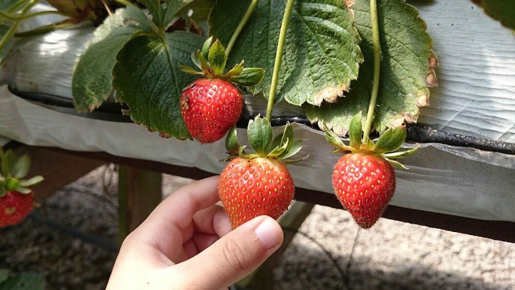 Picture 8 for Activity From Kuala Lumpur: Cameron Highlands Full-Day Tour