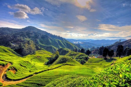 From Kuala Lumpur: Cameron Highlands Full-Day Tour