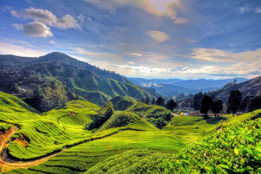 From Kuala Lumpur: Cameron Highlands Full-Day Tour