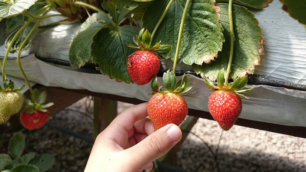 Picture 8 for Activity From Kuala Lumpur: Cameron Highlands Full-Day Tour