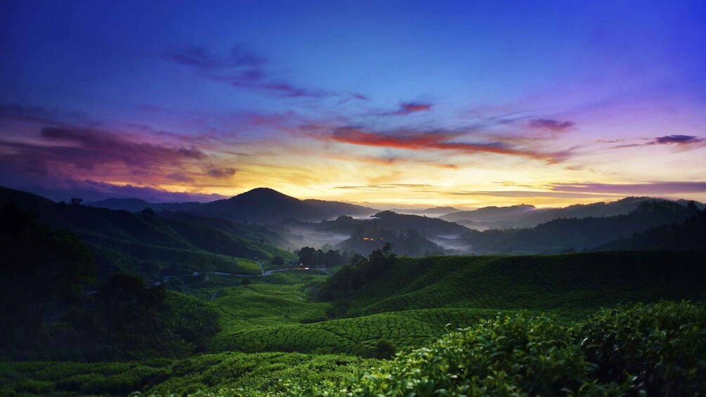 Picture 11 for Activity From Kuala Lumpur: Cameron Highlands Full-Day Tour