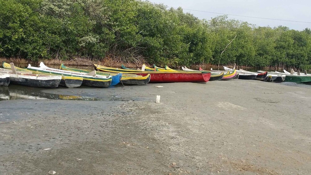 Picture 1 for Activity From Cartagena: Mangroves Trip With Lunch