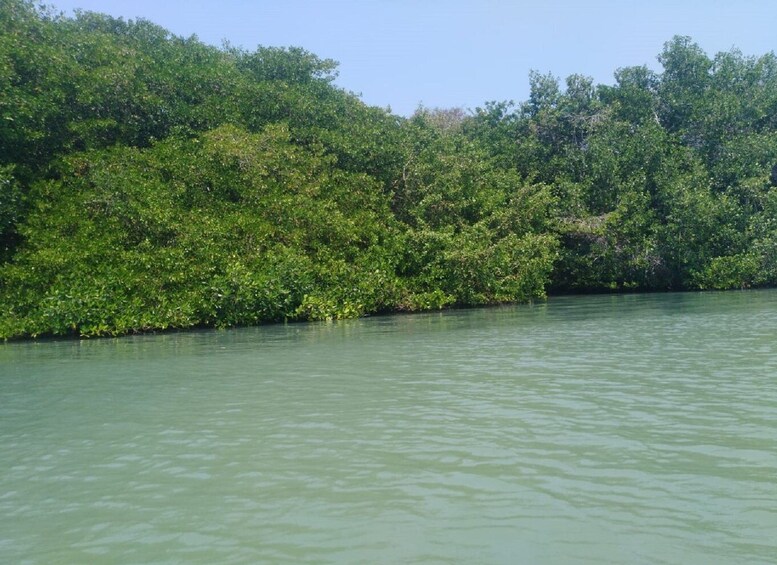 Picture 3 for Activity Mangroves, cultural fishing, black heritage town and lunch