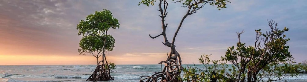 Picture 4 for Activity Mangroves, cultural fishing, black heritage town and lunch