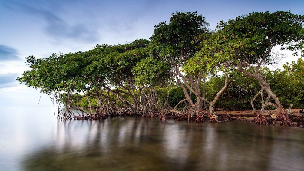 Picture 2 for Activity Mangroves, cultural fishing, black heritage town and lunch