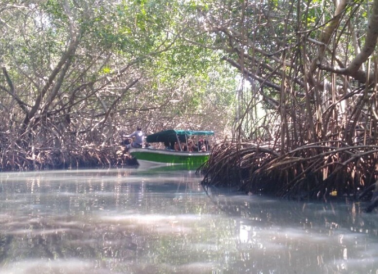 From Cartagena: Mangroves Trip With Lunch