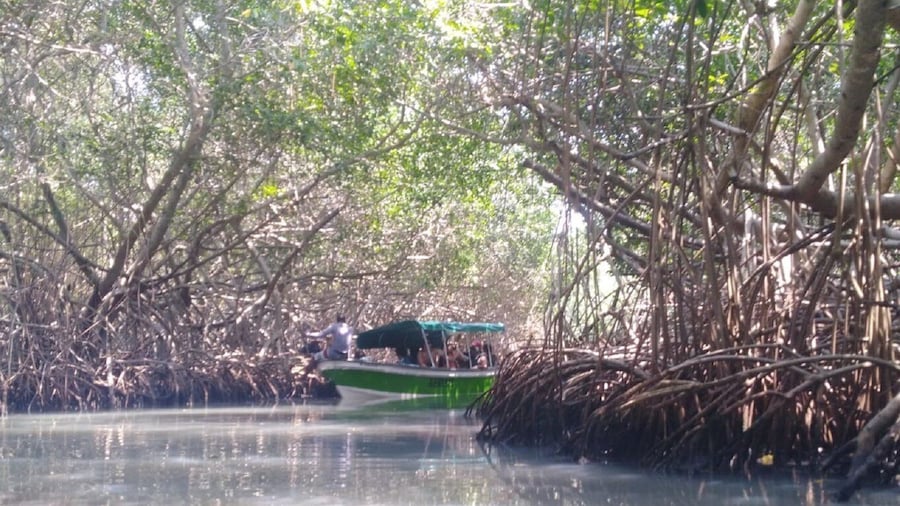 Mangroves, cultural fishing, black heritage town and lunch