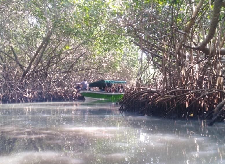 Mangroves, cultural fishing, black heritage town and lunch