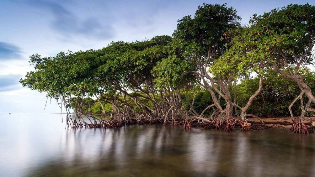 Picture 2 for Activity From Cartagena: Mangroves Trip With Lunch