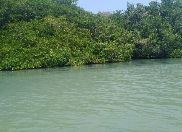 Picture 3 for Activity From Cartagena: Mangroves Trip With Lunch