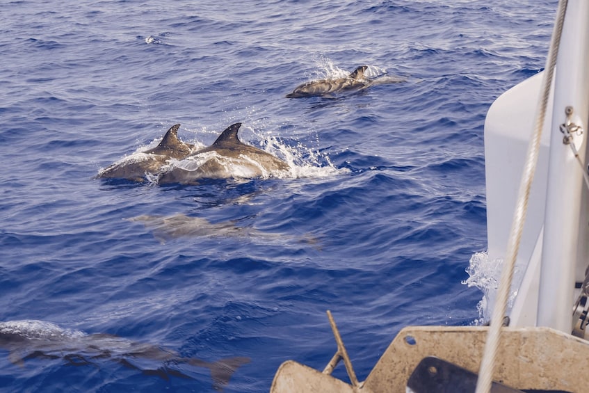 Picture 5 for Activity Funchal Bay: Dolphin & Whale Watch Luxury Catamaran Cruise