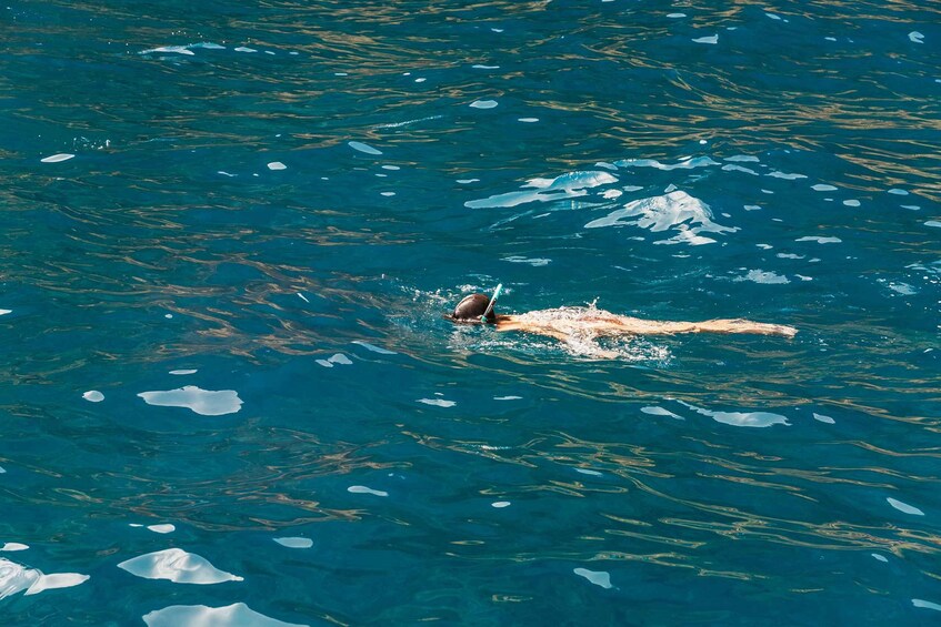 Picture 13 for Activity Funchal Bay: Dolphin & Whale Watch Luxury Catamaran Cruise