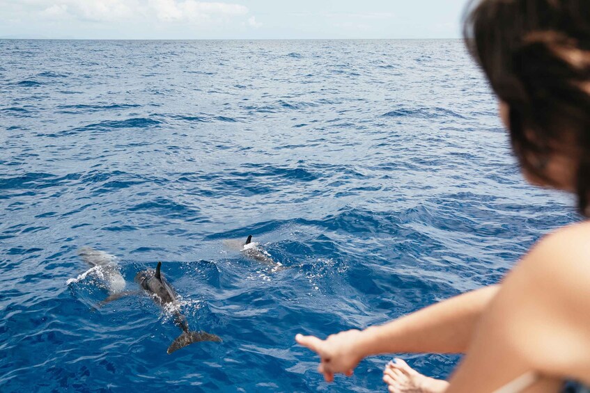 Picture 6 for Activity Funchal Bay: Dolphin & Whale Watch Luxury Catamaran Cruise