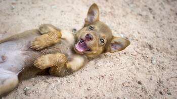 Soi Dog Foundation,Big Buddha & Gibbon Rehabilitation Center