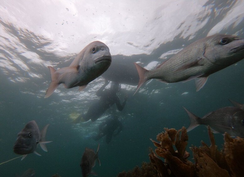 Picture 3 for Activity Leigh: Goat Island Guided Snorkeling Tour for Beginners