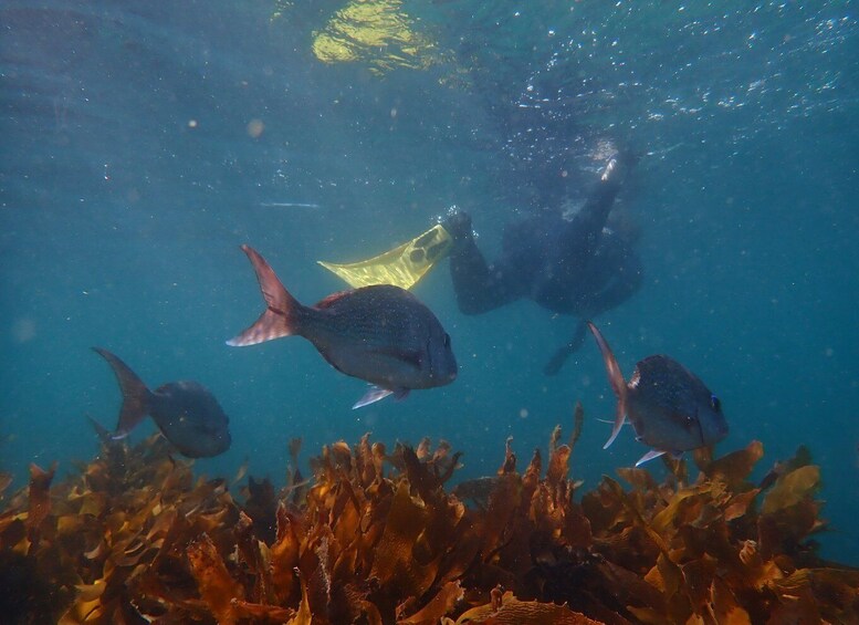 Picture 5 for Activity Leigh: Goat Island Guided Snorkeling Tour for Beginners