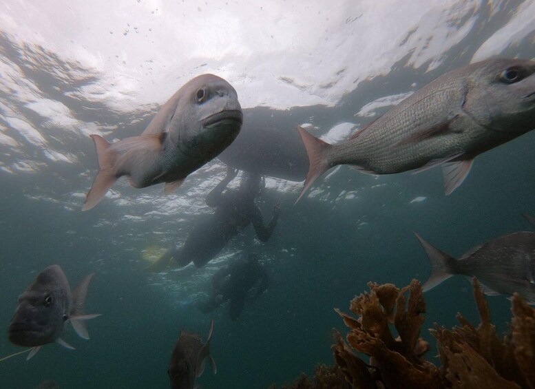 Picture 3 for Activity Leigh: Goat Island Guided Snorkeling Tour for Beginners