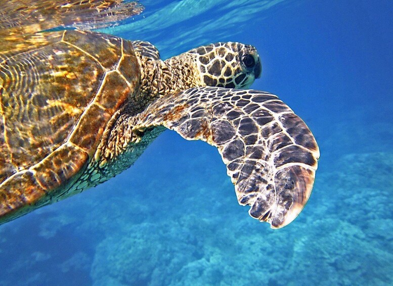 Picture 1 for Activity Port Barton: Island Hopping to Turtle Spot & Reef with Lunch