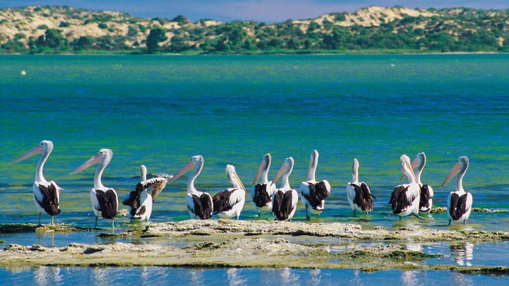 Picture 2 for Activity From Goolwa: Murray Mouth Cruise