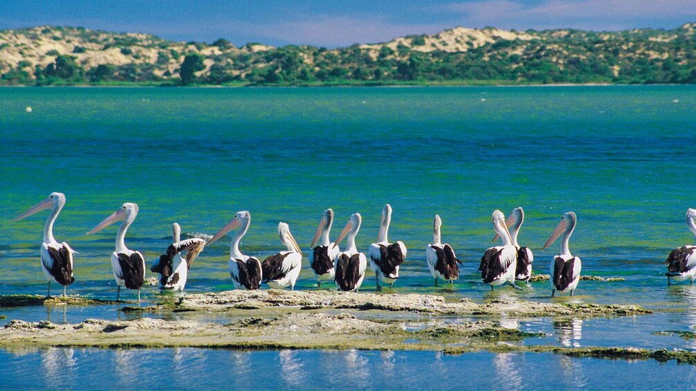 Picture 3 for Activity From Goolwa: Murray Mouth Cruise