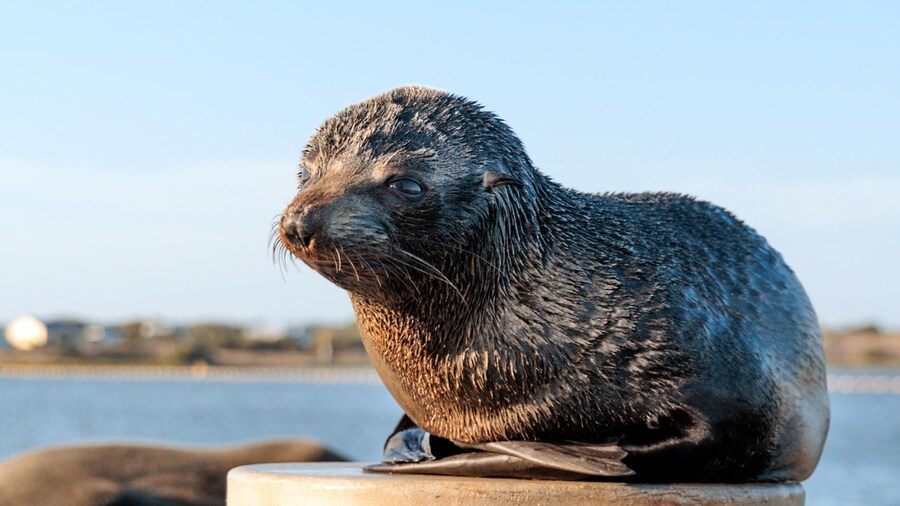 From Goolwa: Murray Mouth Cruise