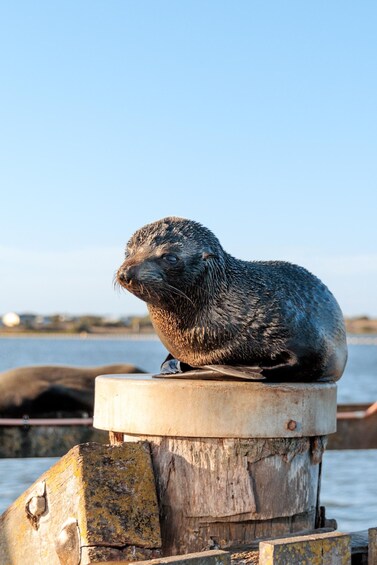 From Goolwa: Murray Mouth Cruise