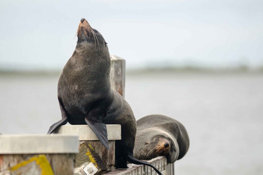 Picture 5 for Activity From Goolwa: Murray Mouth Cruise