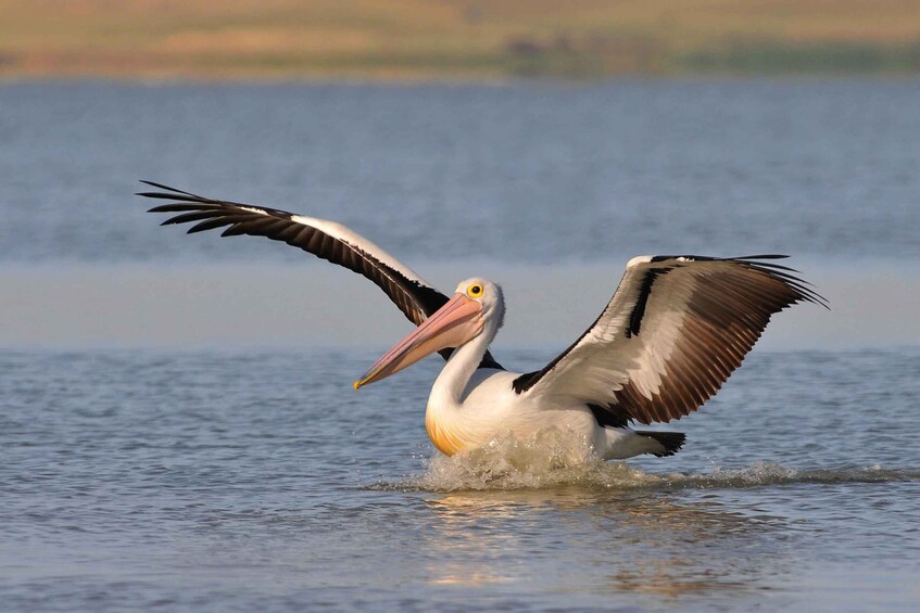 From Goolwa: Murray Mouth Cruise