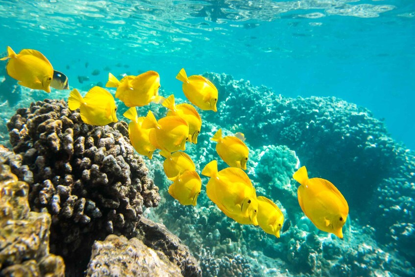 Picture 2 for Activity Oahu: Waikiki Glass Bottom Boat Sunset Cruise