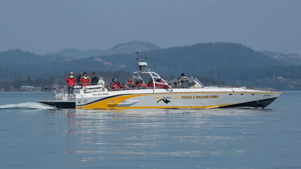 Victoria: Sunset Whale Watching Tour on an Open Scarab Boat