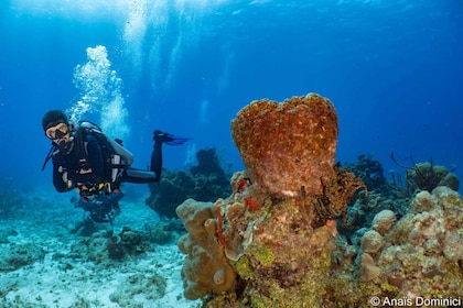 Sydlig marinepark og dykkertur på Cozumel Reef