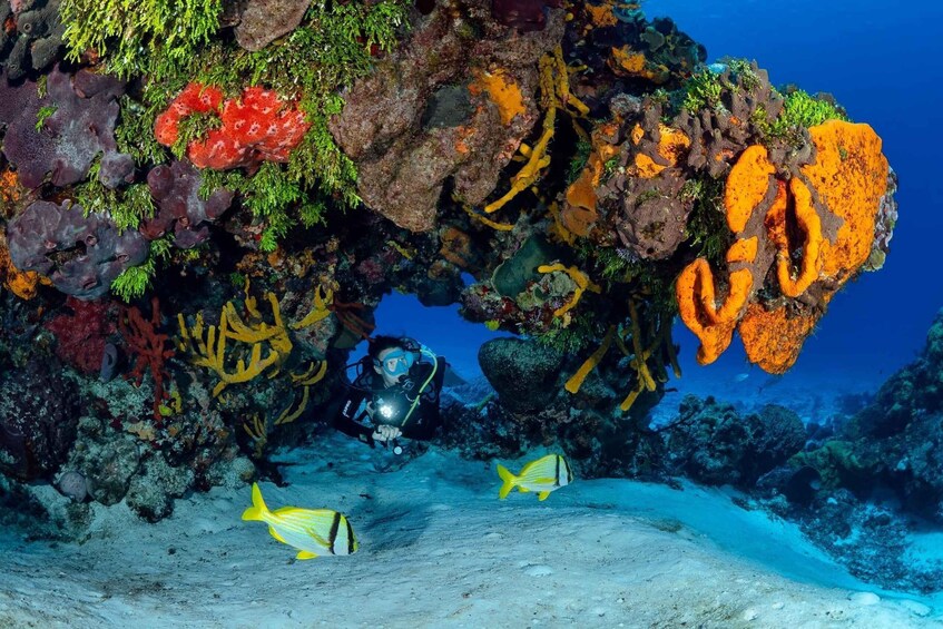 Picture 2 for Activity South Marine Park & Cozumel Reef Scuba Diving Tour