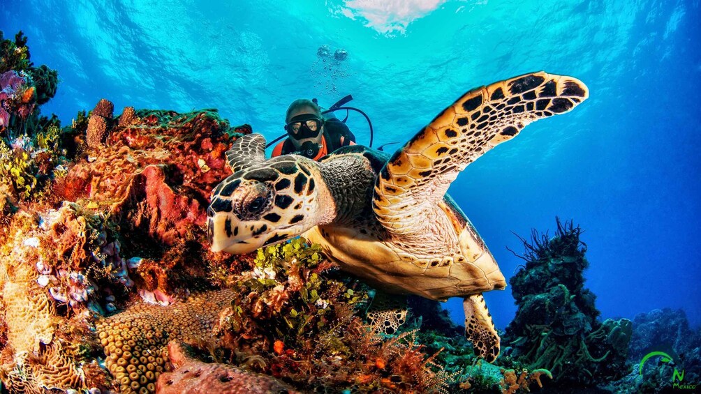 South Marine Park & Cozumel Reef Scuba Diving Tour