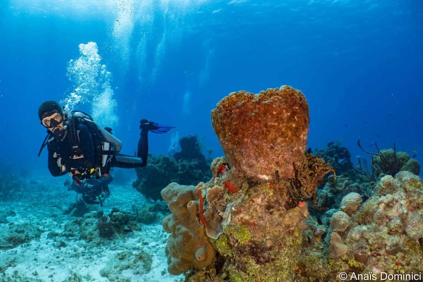 Picture 7 for Activity South Marine Park & Cozumel Reef Scuba Diving Tour