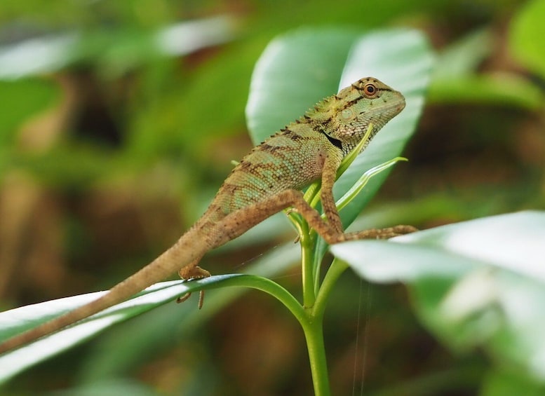 Picture 12 for Activity Khao Lak: Little Amazon Canoe Ride & Tam Nang Waterfall Tour