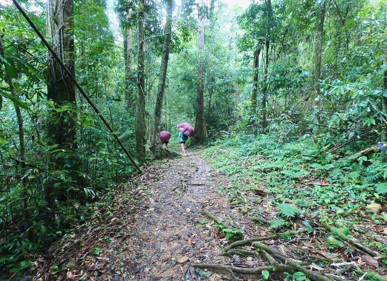 Picture 11 for Activity Khao Lak: Little Amazon Canoe Ride & Tam Nang Waterfall Tour