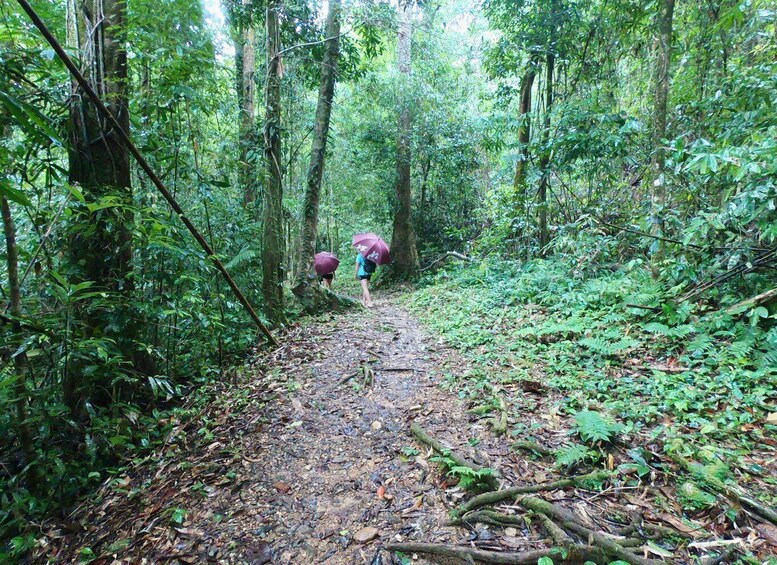 Picture 11 for Activity Khao Lak: Little Amazon Canoe Ride & Tam Nang Waterfall Tour