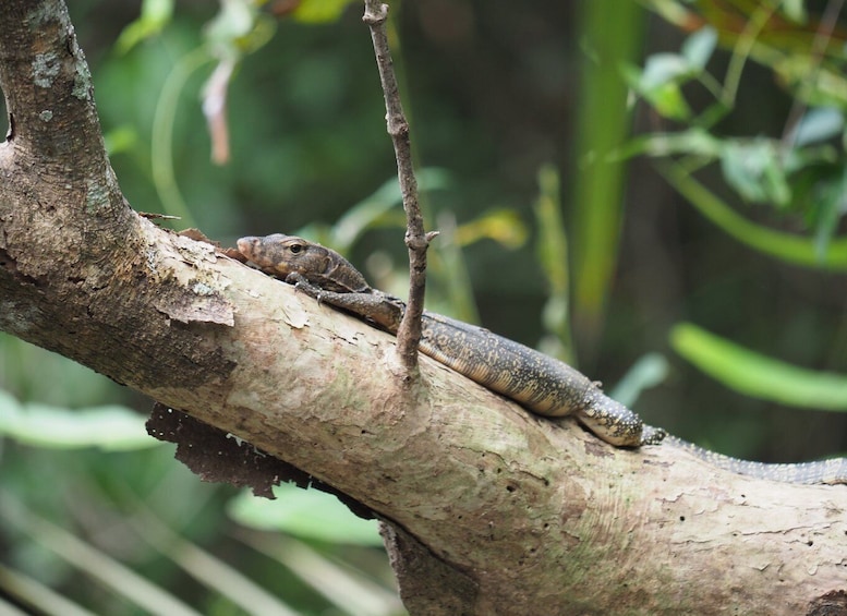 Picture 14 for Activity Khao Lak: Little Amazon Canoe Ride & Tam Nang Waterfall Tour