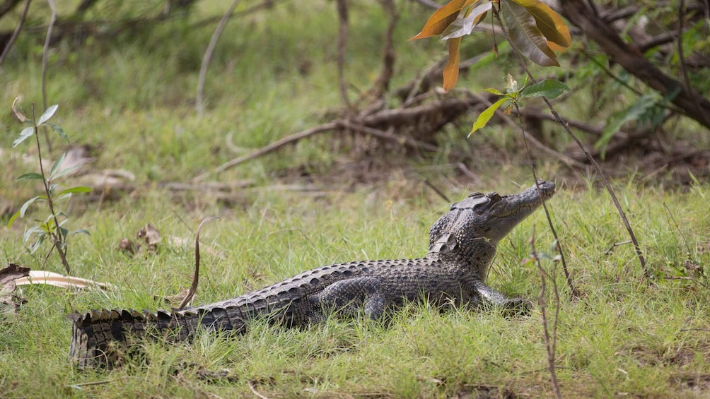 Picture 4 for Activity Northern Territory: Corroboree Billabong Nature Cruises