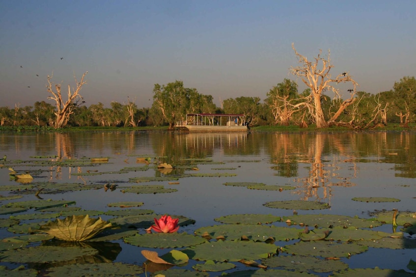 Picture 16 for Activity Northern Territory: Corroboree Billabong Nature Cruises