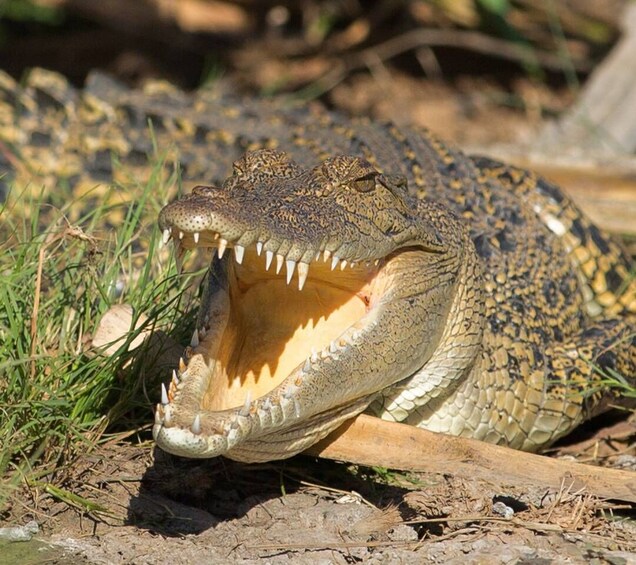 Picture 8 for Activity Northern Territory: Corroboree Billabong Nature Cruises