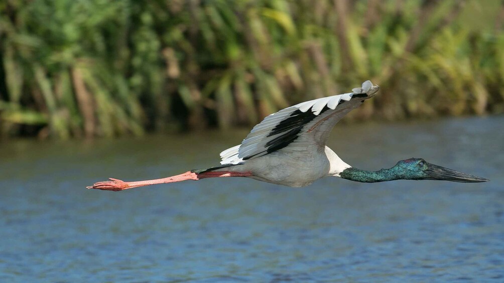 Picture 19 for Activity Northern Territory: Corroboree Billabong Nature Cruises