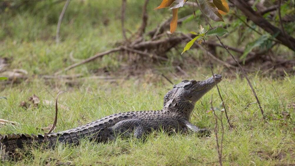 Picture 4 for Activity Northern Territory: Corroboree Billabong Nature Cruises