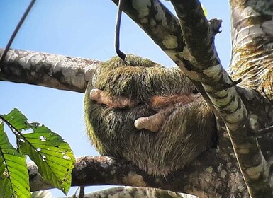 Guanacaste : Tenorio Volcano Falls et Sloth-Spotting Excursion d’une journé...