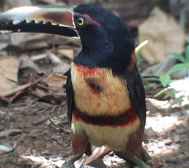 Picture 2 for Activity Guanacaste: Tenorio Volcano Falls & Sloth-Spotting Day Trip