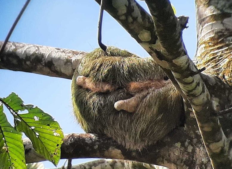 Guanacaste: Tenorio Volcano Falls & Sloth-Spotting Day Trip