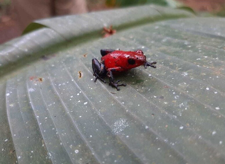 Picture 3 for Activity Guanacaste: Tenorio Volcano Falls & Sloth-Spotting Day Trip