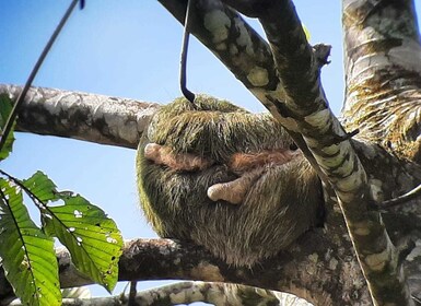 Guanacaste: Tagesausflug zu den Tenorio-Vulkanfällen und zur Faultierbeobac...