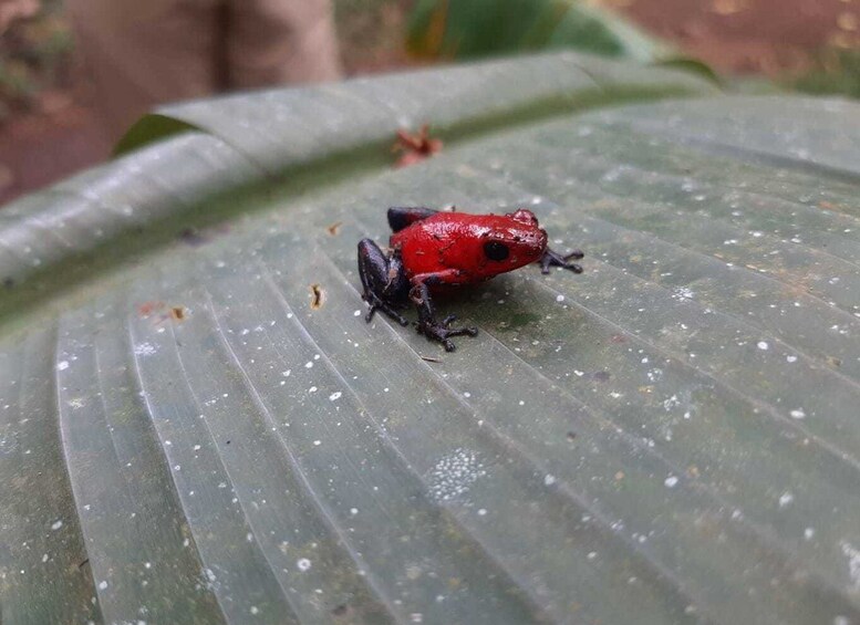 Picture 3 for Activity Guanacaste: Tenorio Volcano Falls & Sloth-Spotting Day Trip